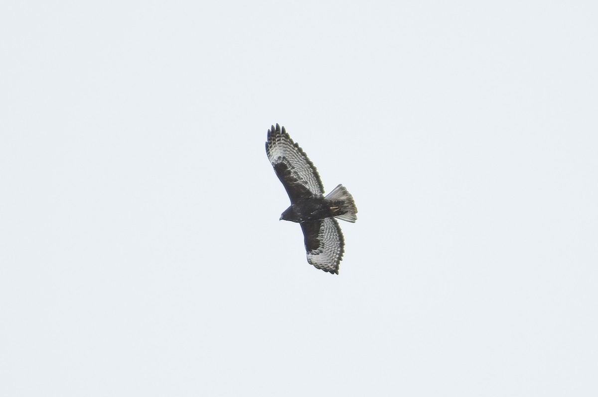 Red-tailed Hawk (Harlan's) - ML610493378