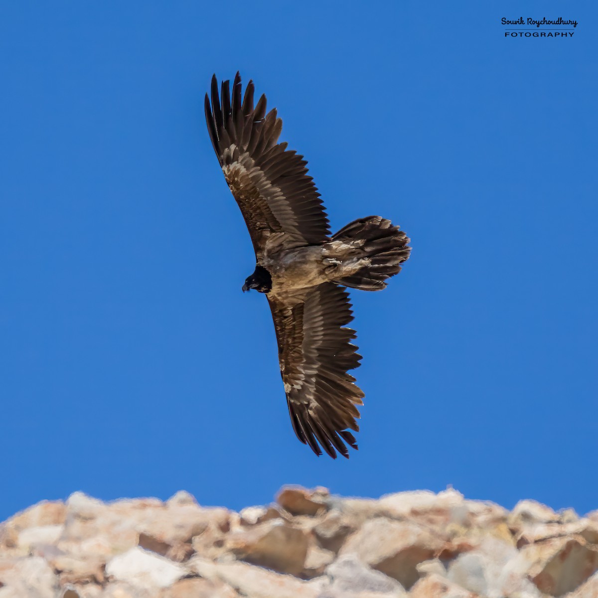 Bearded Vulture - ML610493588