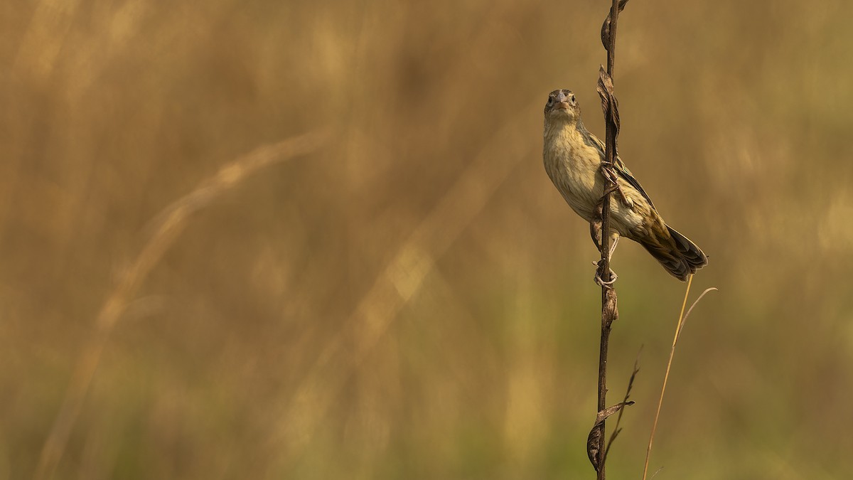 Marsh Widowbird - Robert Tizard