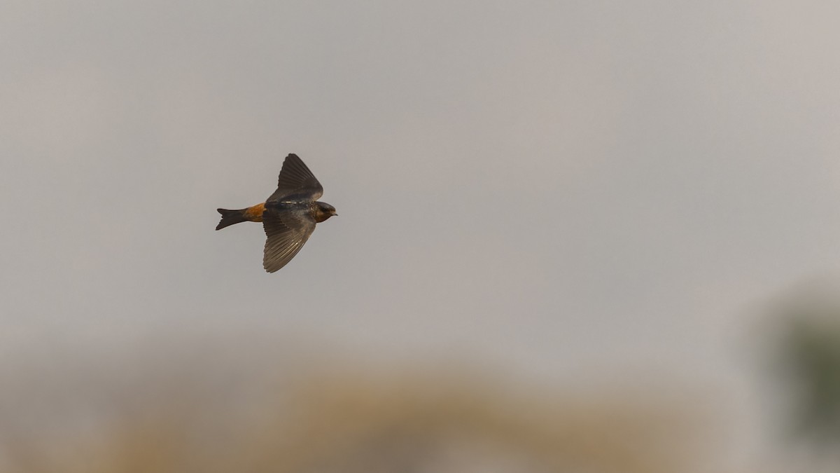Red-throated Swallow - ML610493837