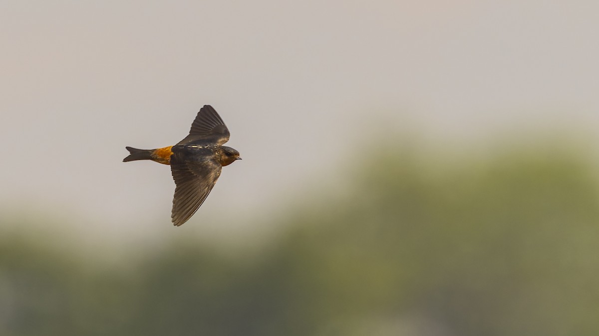 Red-throated Swallow - ML610493845