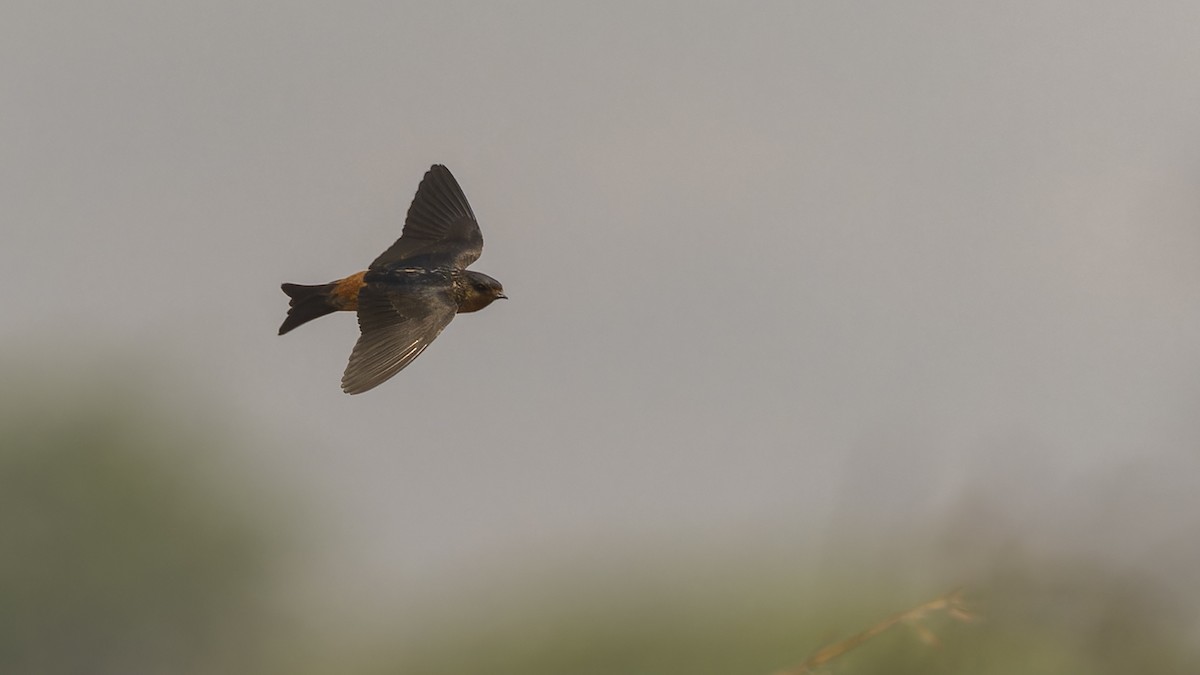 Red-throated Swallow - ML610493849
