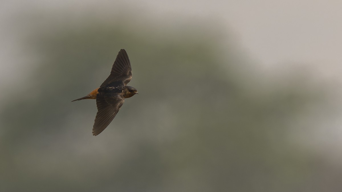 Red-throated Swallow - ML610493851