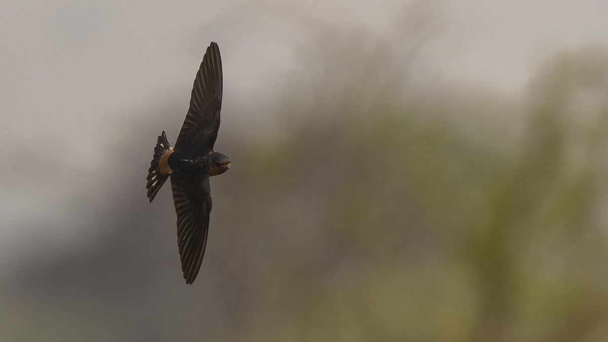 Red-throated Swallow - ML610493859