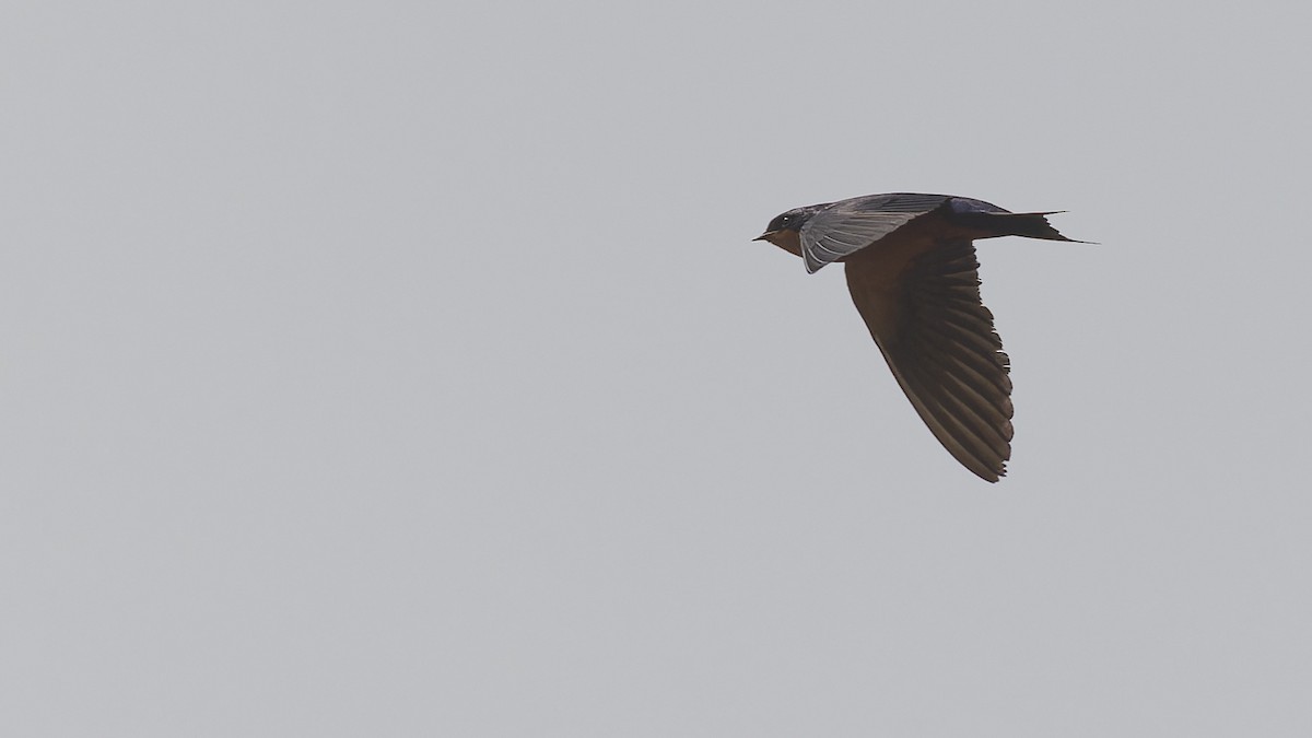 Black-and-rufous Swallow - ML610493920