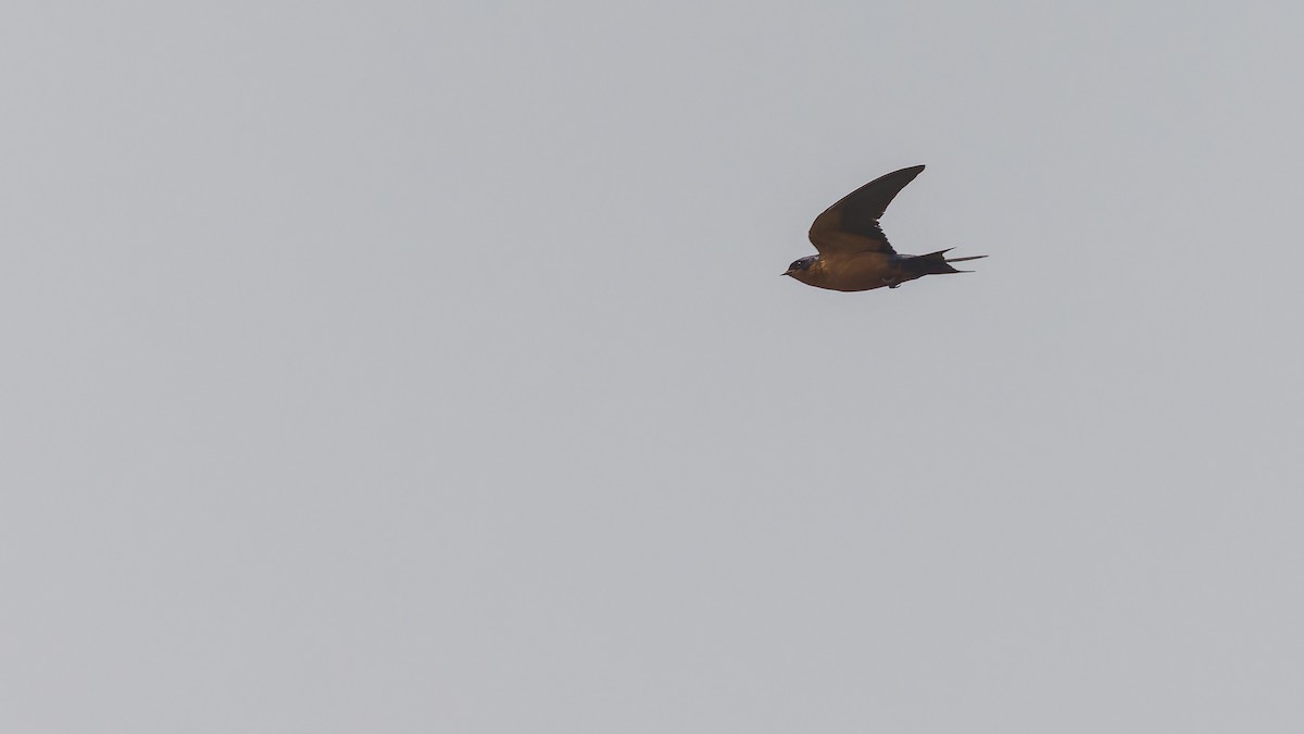 Black-and-rufous Swallow - ML610493924