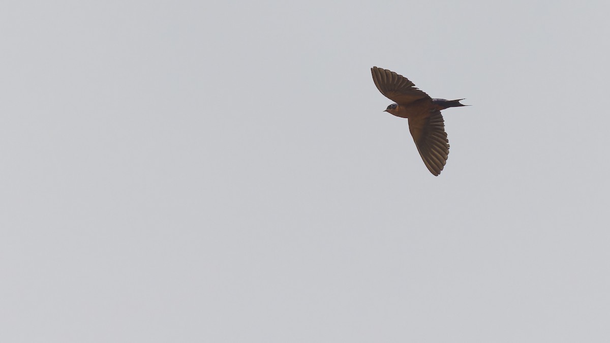 Black-and-rufous Swallow - ML610493934