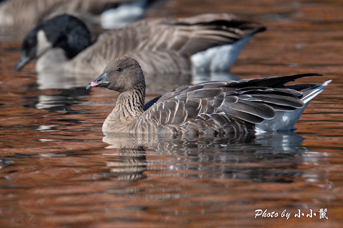 Pink-footed Goose - ML610494033