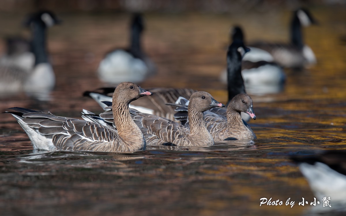Pink-footed Goose - ML610494040