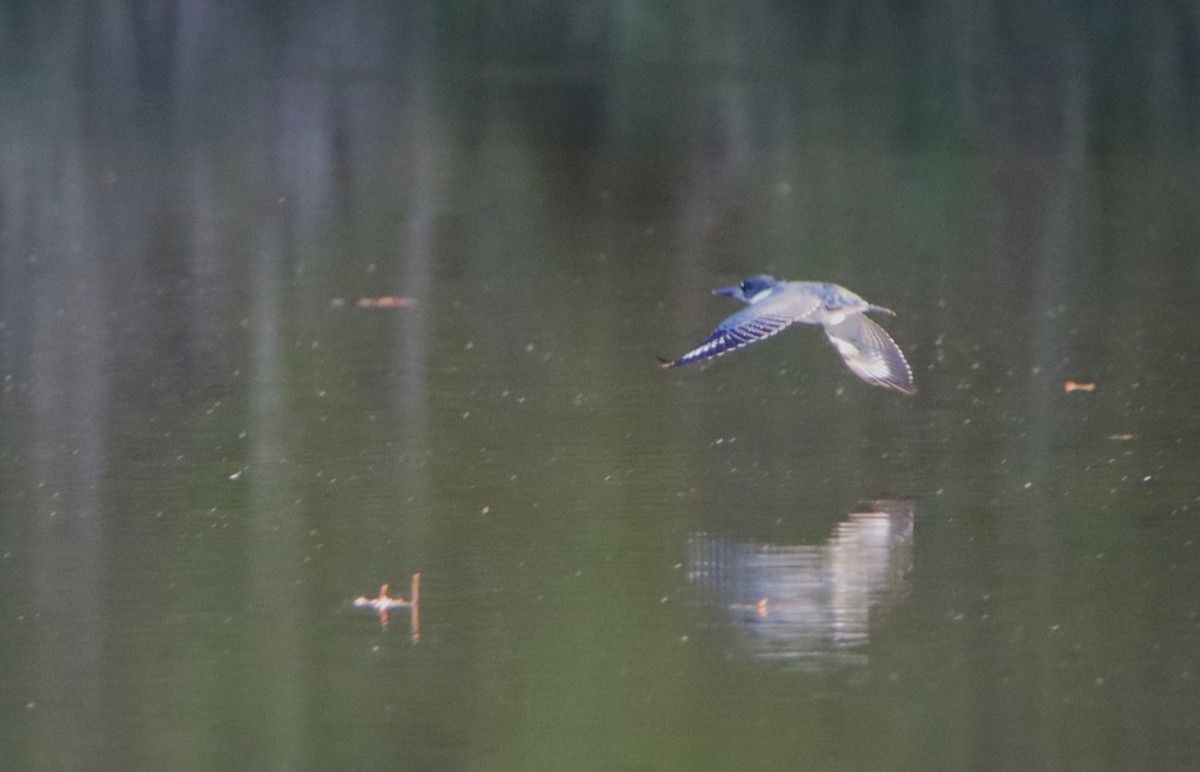 Belted Kingfisher - ML610494185