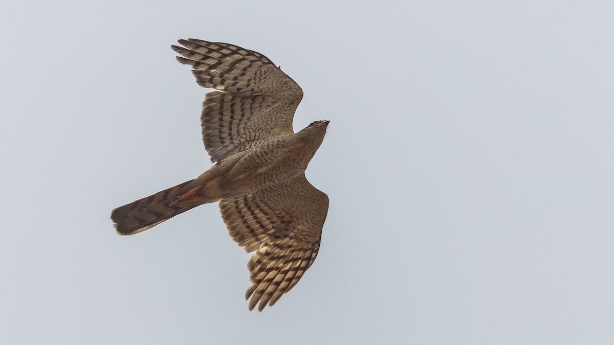 Ovambo Sparrowhawk - Robert Tizard