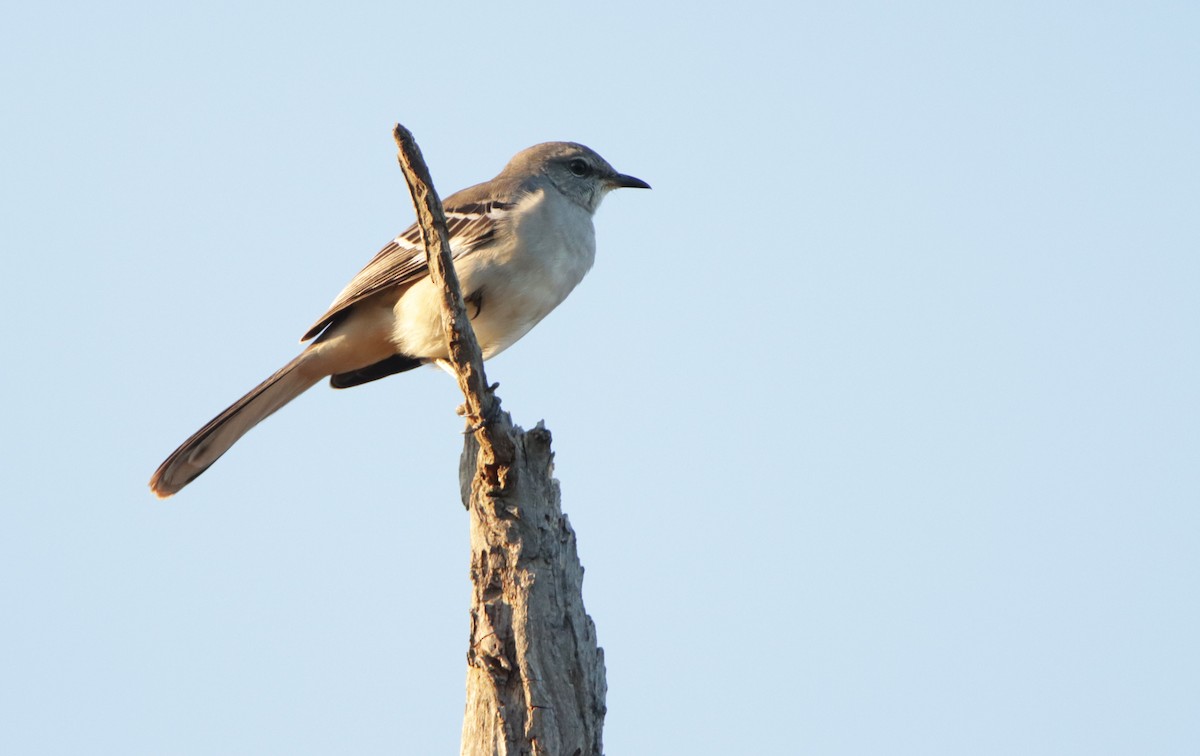 Northern Mockingbird - ML610494210