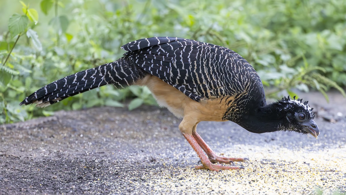 Bare-faced Curassow (Bare-faced) - ML610494356