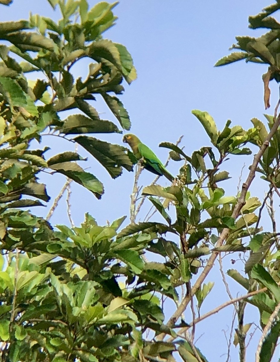 Kahverengi Gerdanlı Papağan (ocularis) - ML610494856
