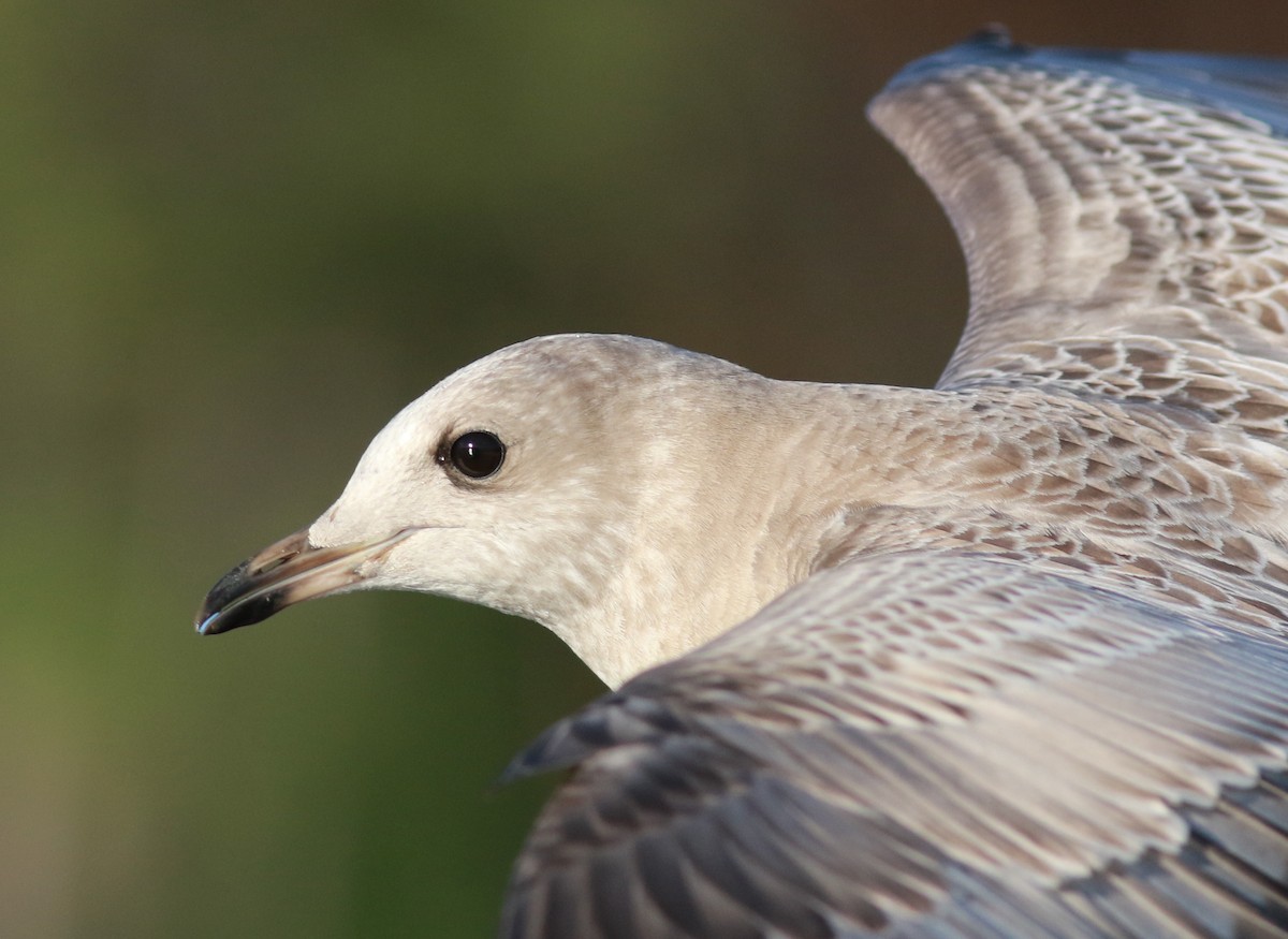Short-billed Gull - Mark Patry