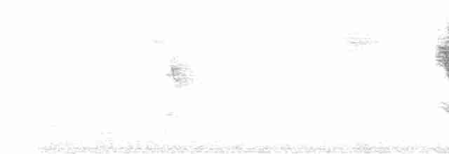 Віреончик білочеревий - ML610496213