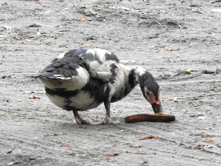 Muscovy Duck (Domestic type), ML610496436