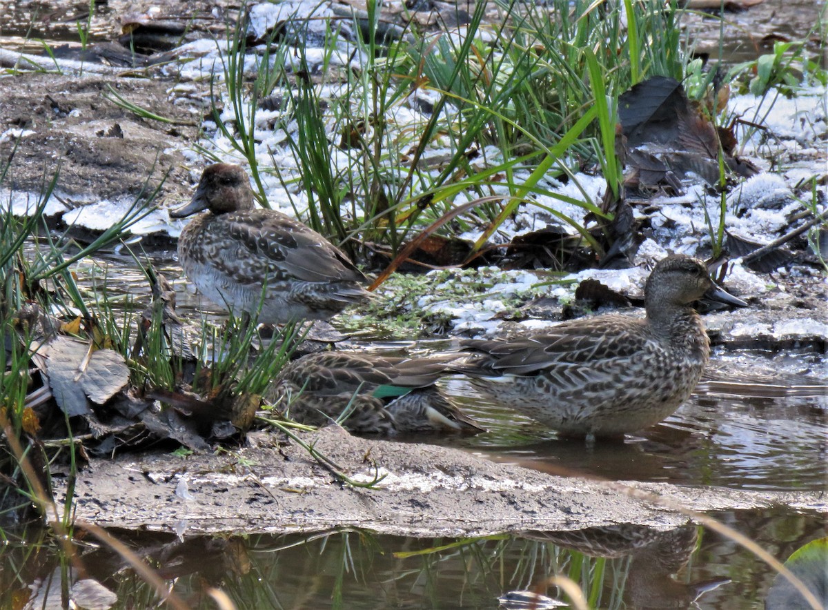 Green-winged Teal - ML610496932