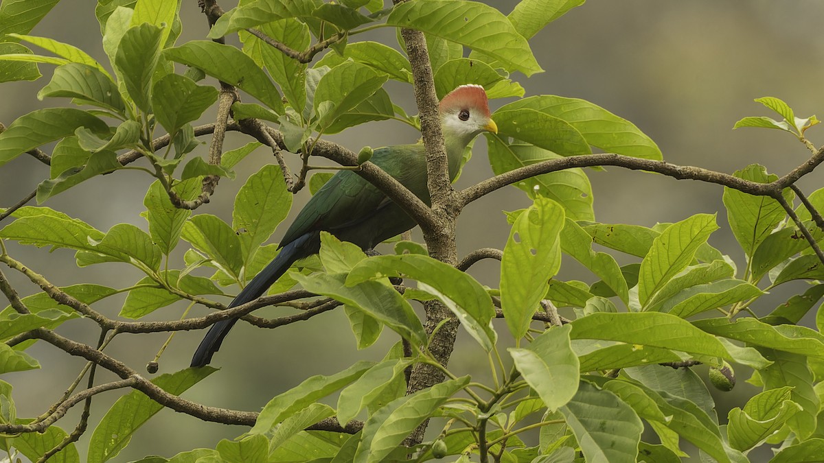 Red-crested Turaco - ML610497350