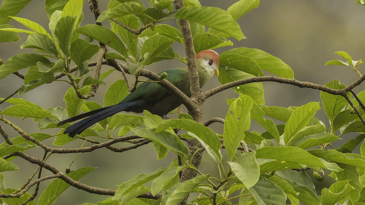 Red-crested Turaco - ML610497357