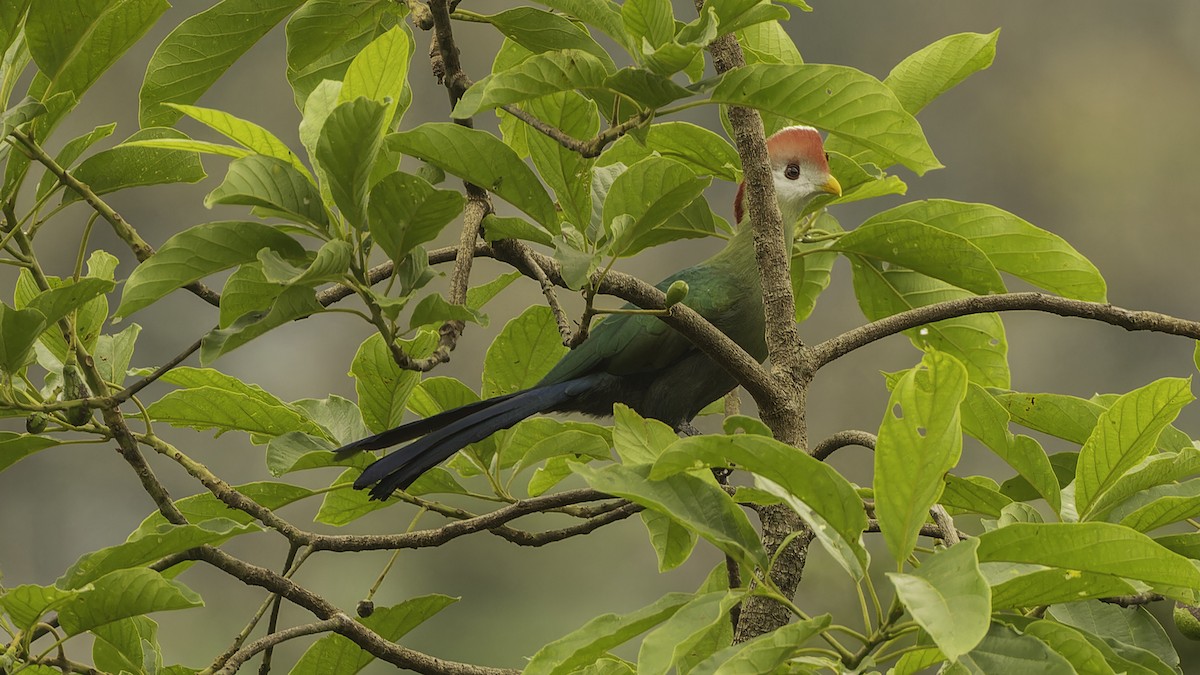 Red-crested Turaco - ML610497365