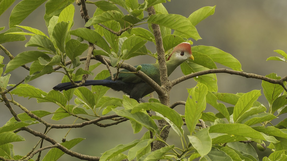 Red-crested Turaco - ML610497370