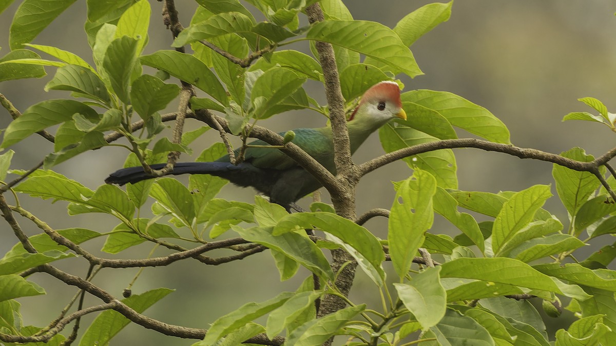 Red-crested Turaco - ML610497378