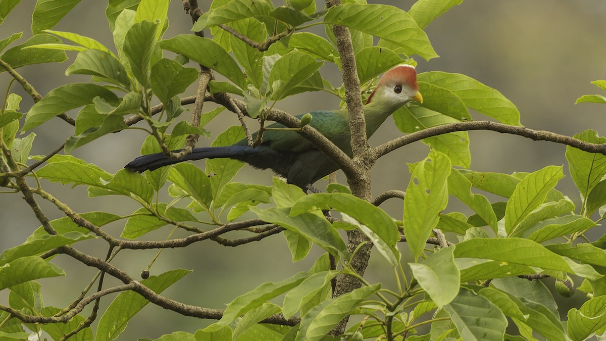 Red-crested Turaco - Robert Tizard