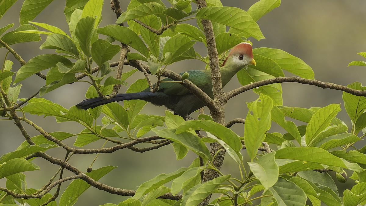 Red-crested Turaco - ML610497380