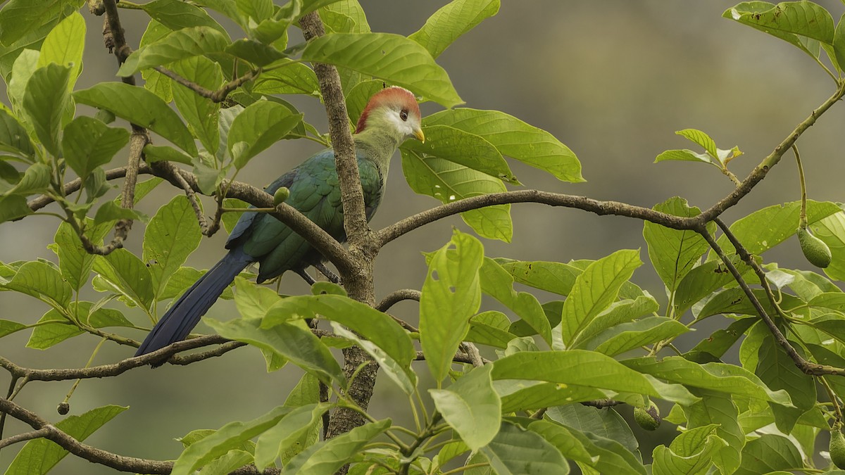 Red-crested Turaco - Robert Tizard