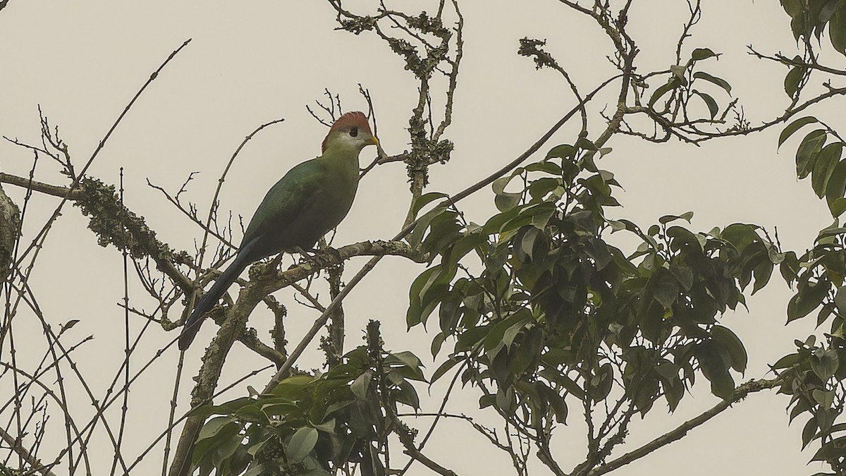 Red-crested Turaco - ML610497395