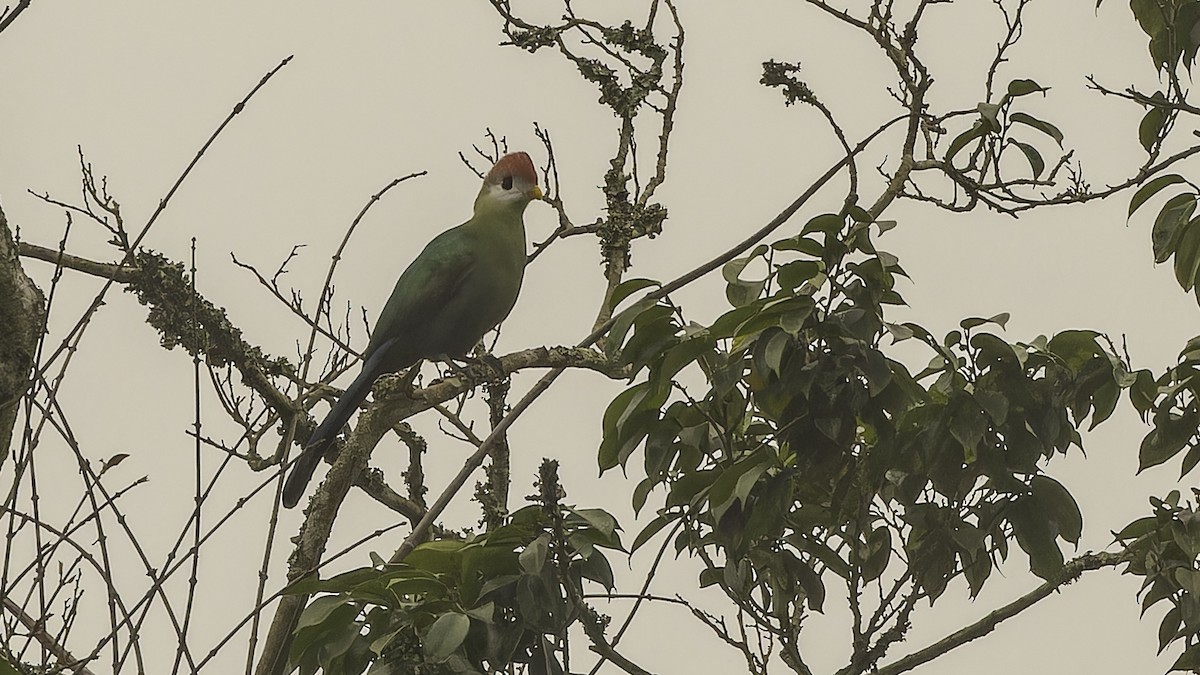 Red-crested Turaco - ML610497397