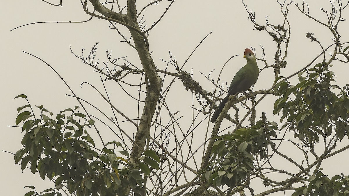 Red-crested Turaco - ML610497400