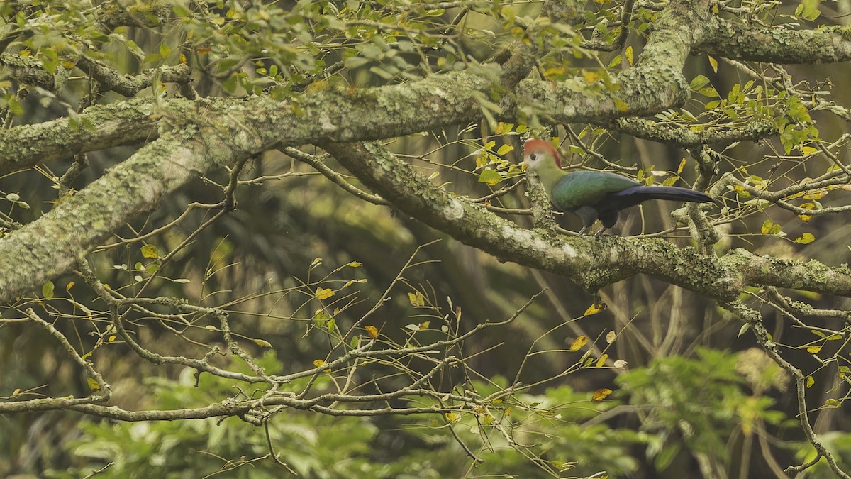 Red-crested Turaco - ML610497403