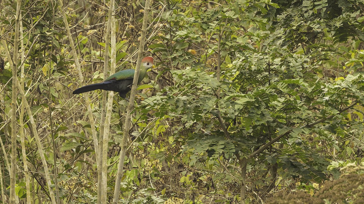 Red-crested Turaco - ML610497405