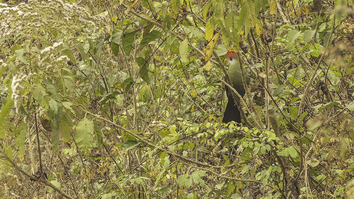Red-crested Turaco - ML610497408