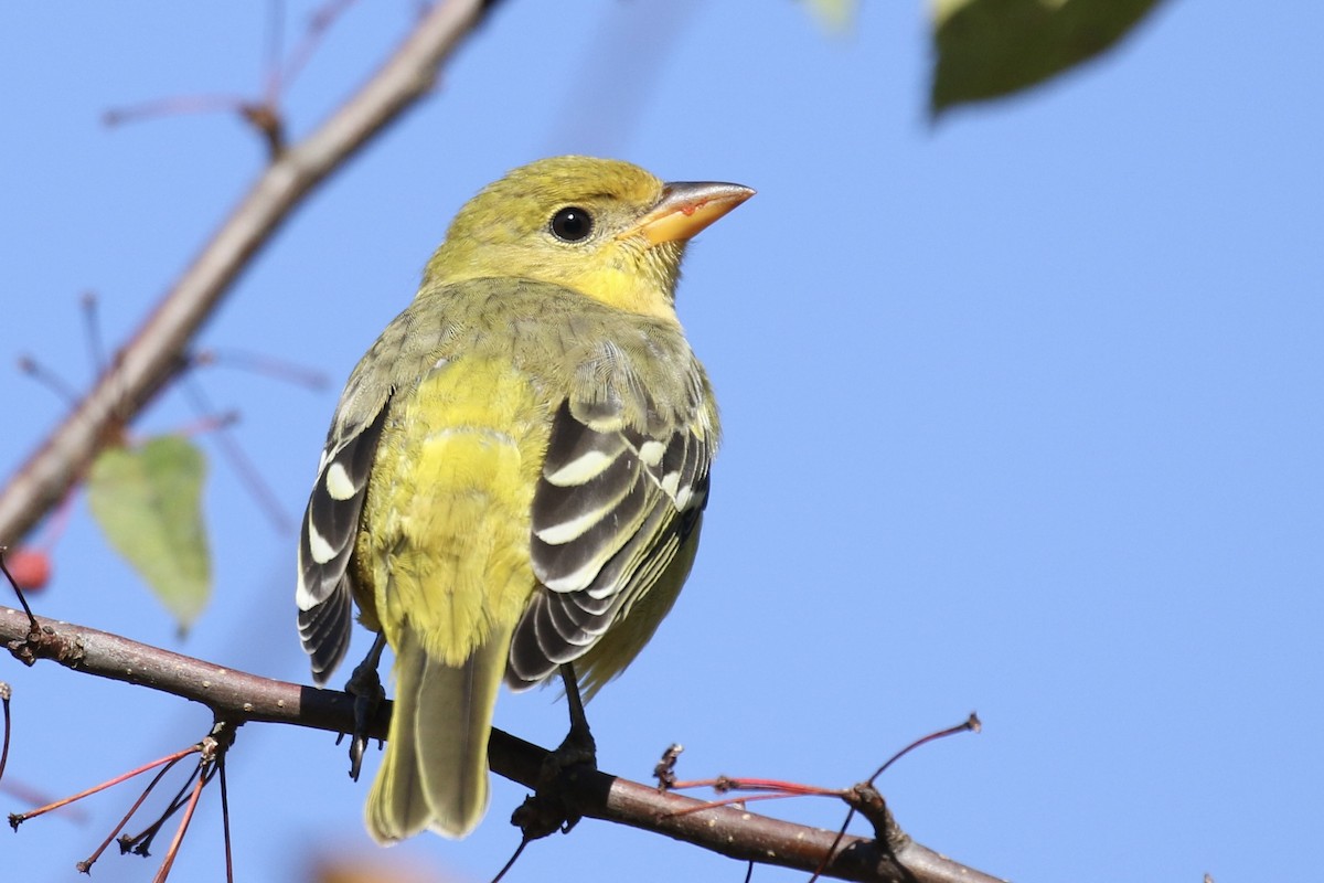 eBird Checklist - 28 Oct 2023 - Smith and Bybee Lakes--Wetland ...