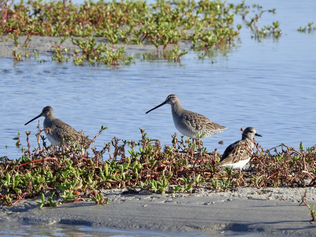 Long-billed Dowitcher - ML610497900
