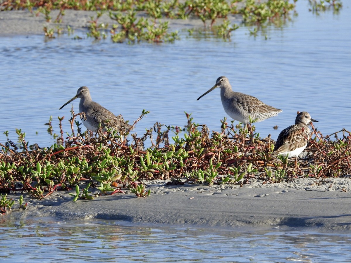 Long-billed Dowitcher - ML610497901