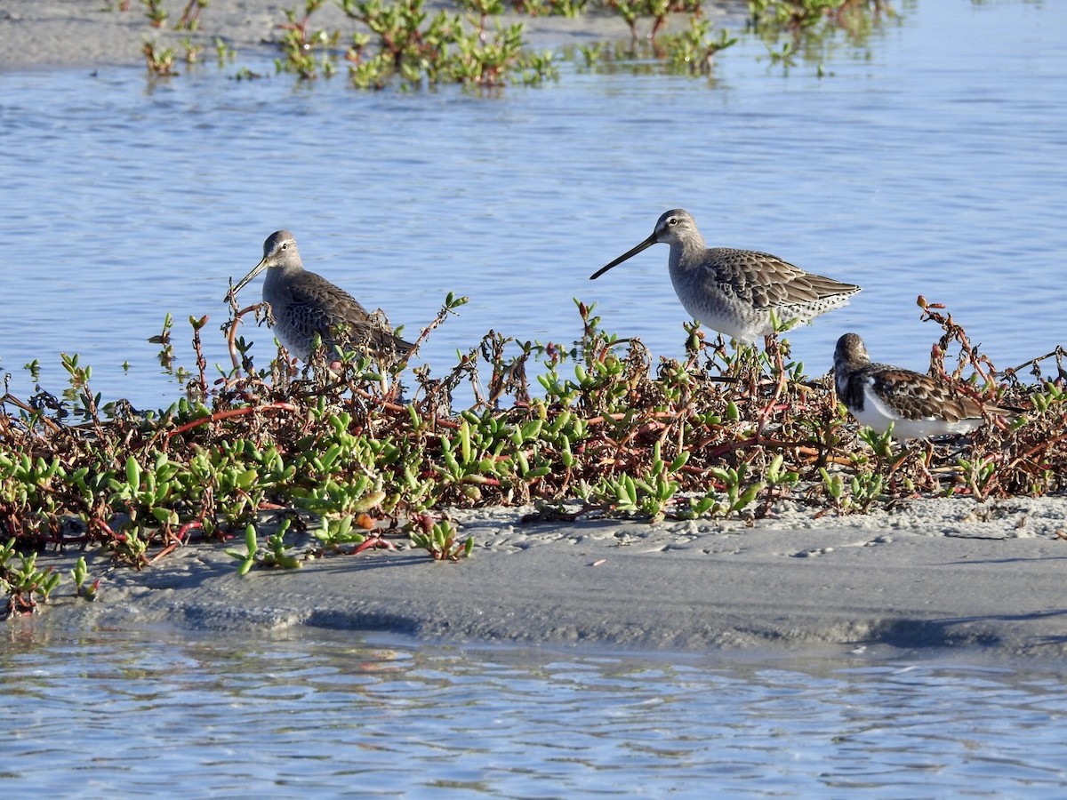 Long-billed Dowitcher - ML610497902