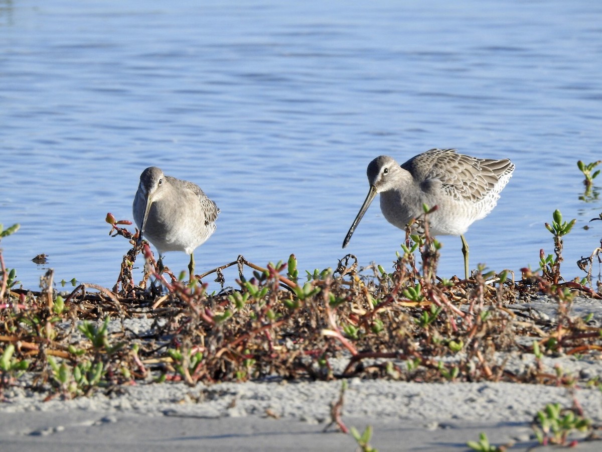 Long-billed Dowitcher - ML610497903