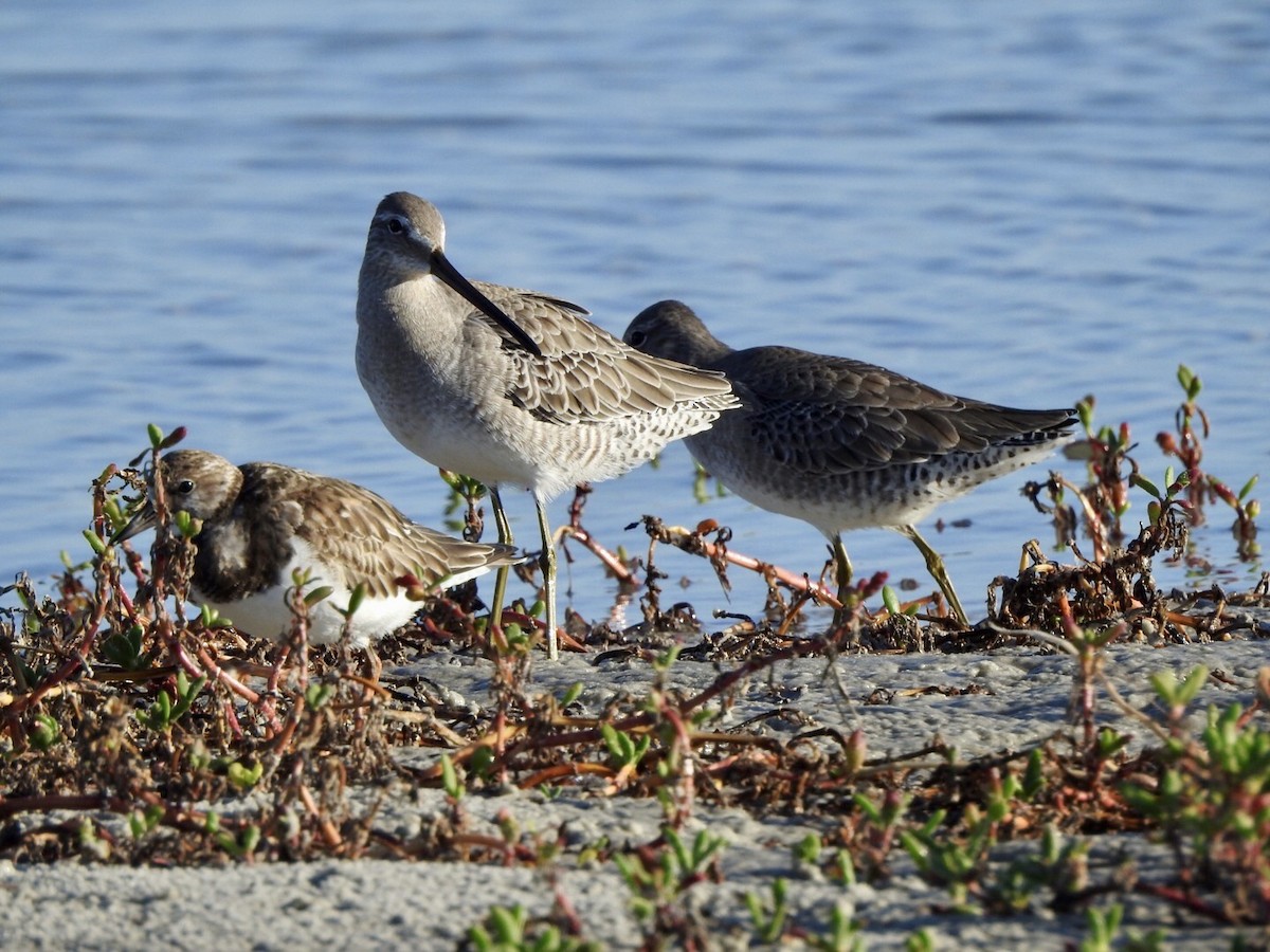 Long-billed Dowitcher - ML610497904