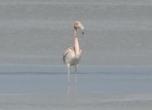 Amerika Flamingosu - ML610497980