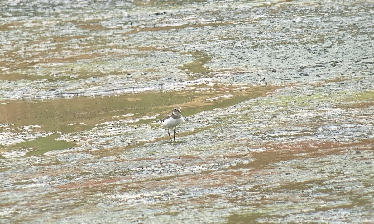 small plover sp. - ML610498047