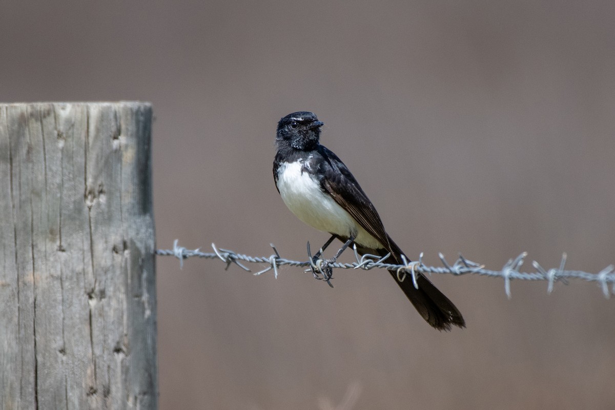 Willie-wagtail - ML610498132