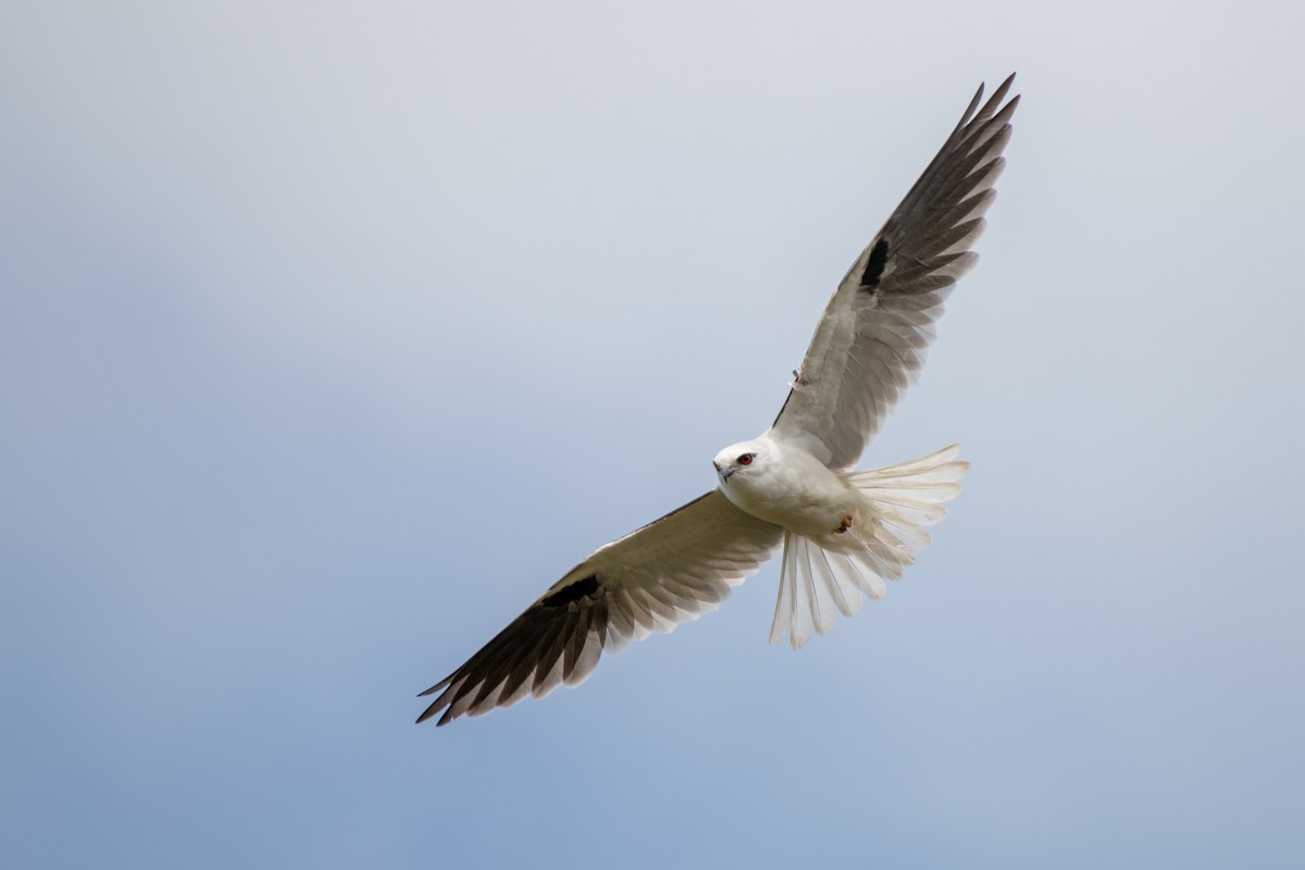 Black-shouldered Kite - ML610498139