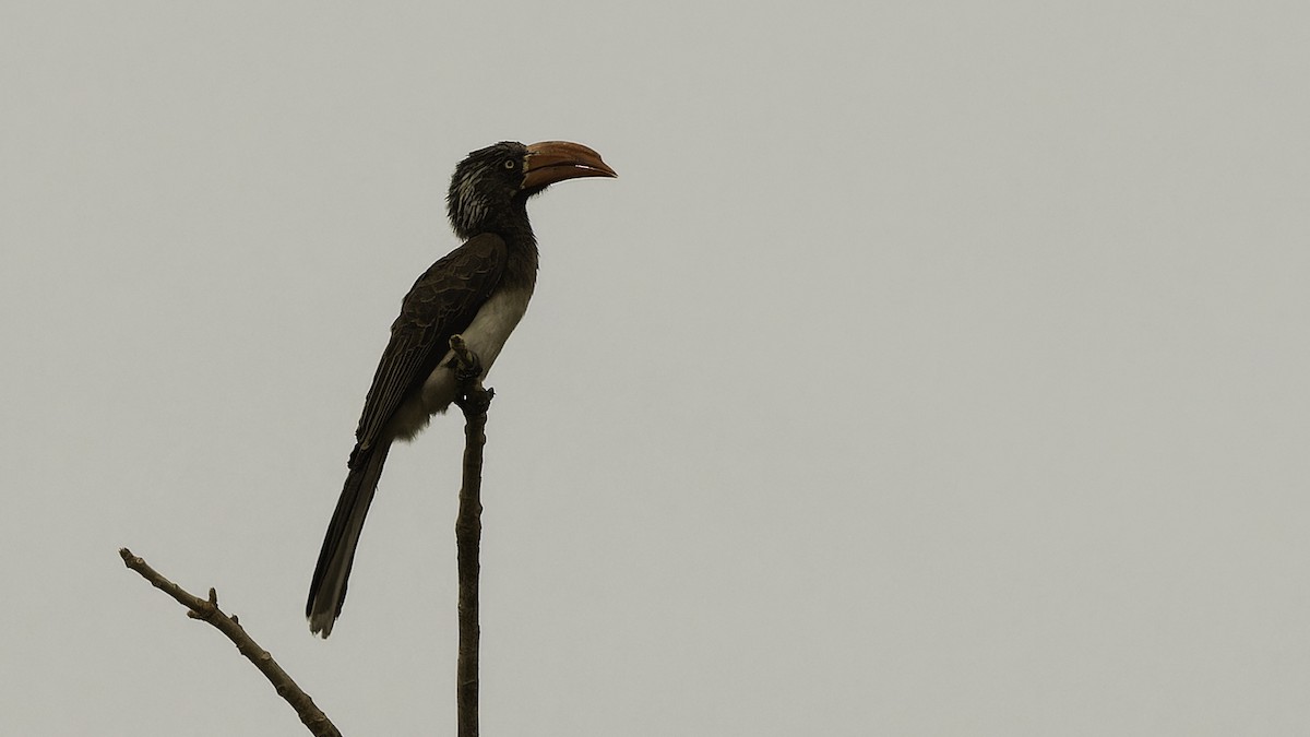 Crowned Hornbill - Robert Tizard