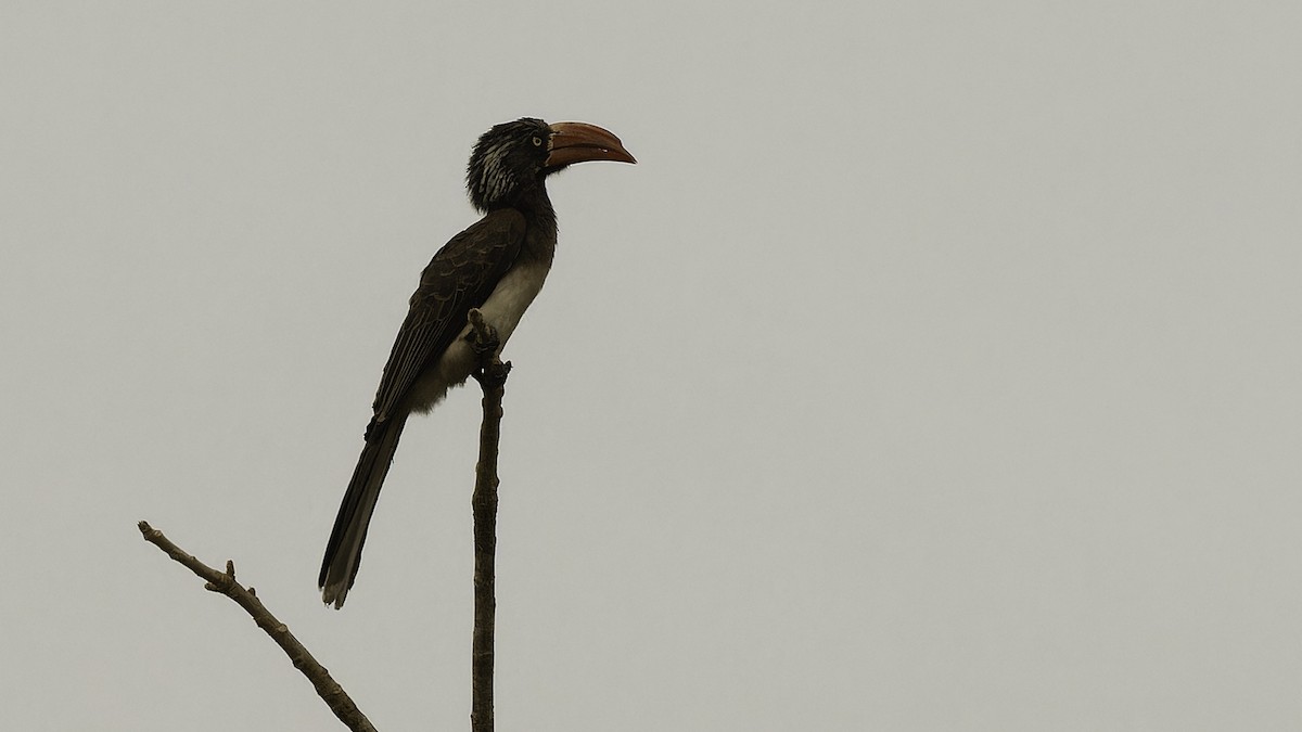Crowned Hornbill - Robert Tizard