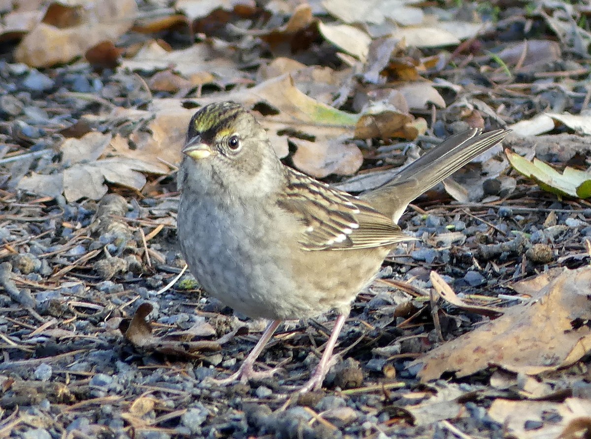Golden-crowned Sparrow - ML610498474