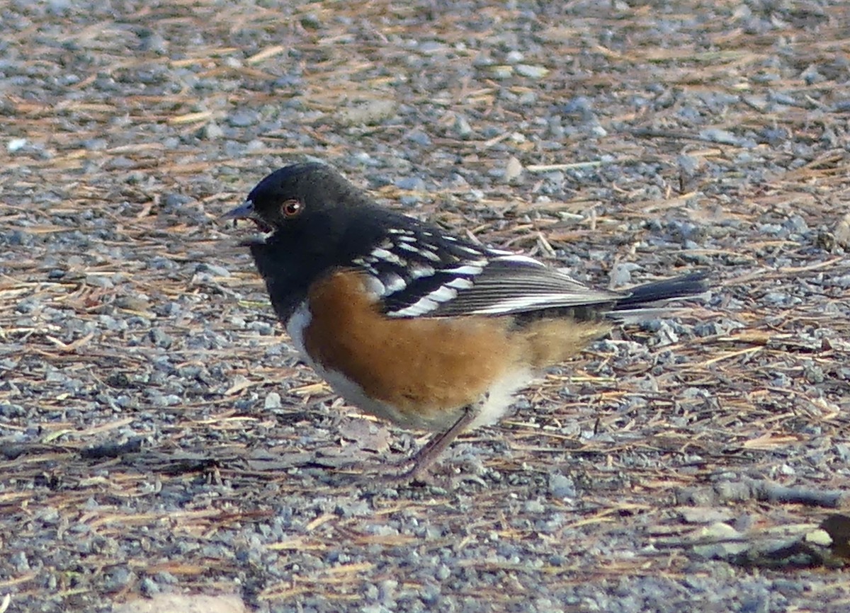 Spotted Towhee - ML610498495